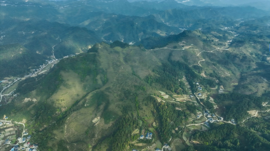 酉阳龙沙油茶种植基地压缩.png