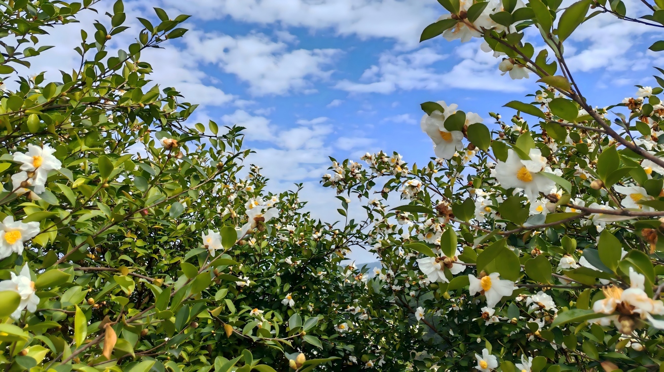 1769997921720706.jpg 3(1).jpg